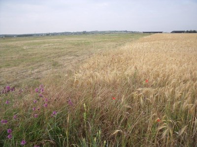 Plaine cultivée de Méron